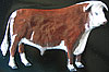 Hereford bull. Facing right. 4.5” x 6”