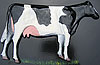 Holstein/Friesian cow. Facing right. 5.5” x 8”