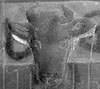 Bull in stable. Head only above door. 3” x 4”