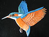 Kingfisher. Flying left. 6.5” x 8”