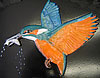 Kingfisher with fish. Flying left. 6.5” x 8”